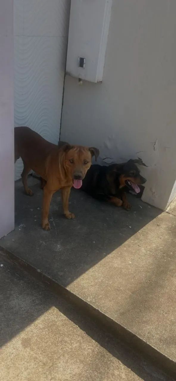 Cachorro perdido  - Foto 2