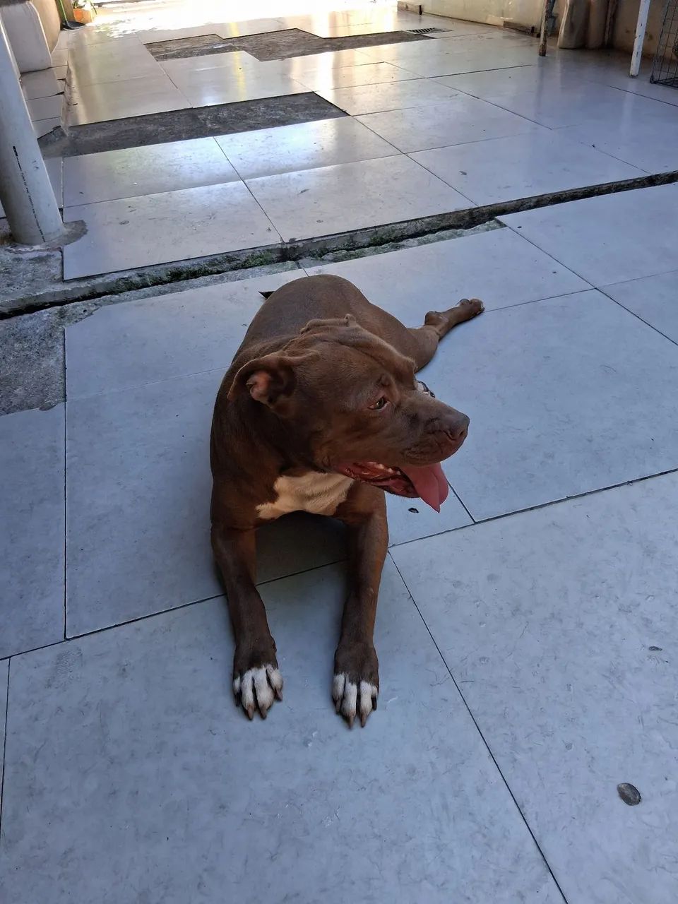 Doando Pitbull - Foto 2