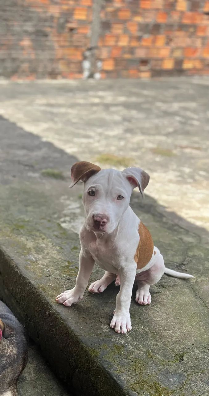 Pitbull  - Foto 4