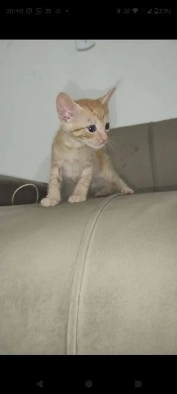 Doa-se filhotes de gato. - Foto 3