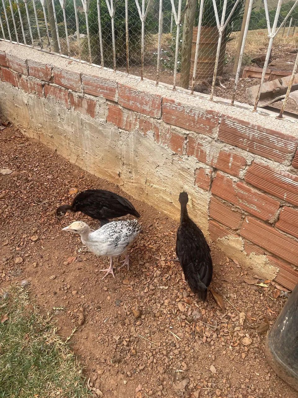 Perus para vender  - Foto 2