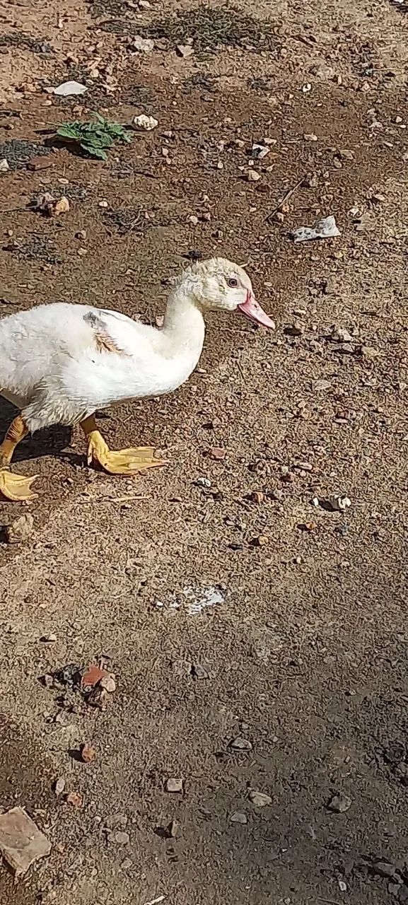 Patos  - Foto 4