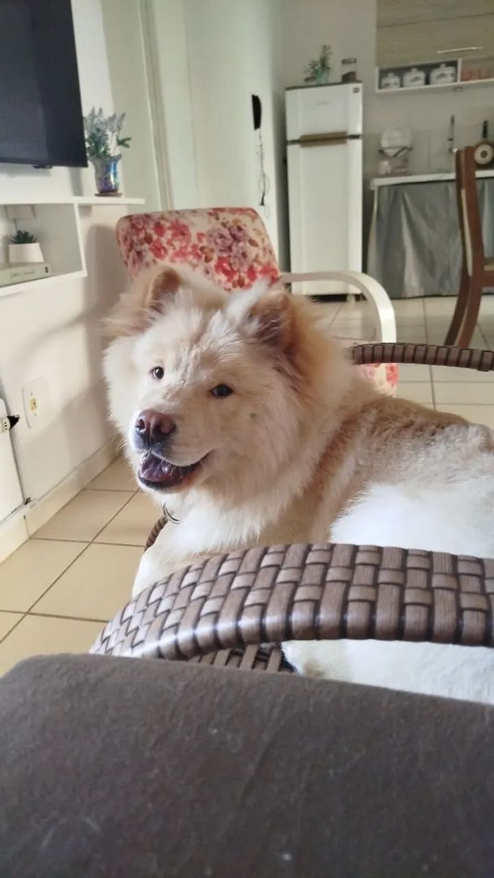 Cachorro  - Foto 4