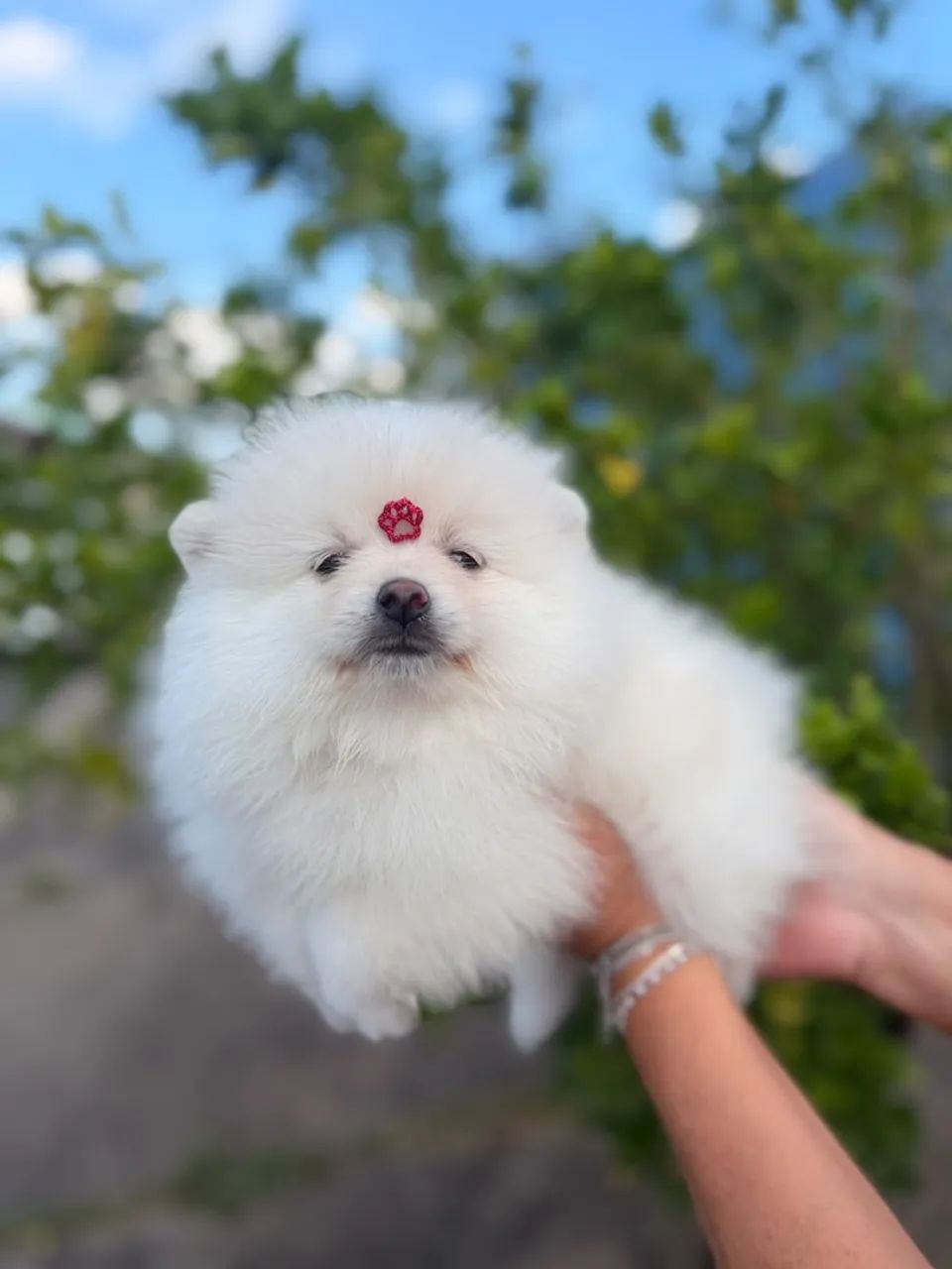 Lindos filhotes de spitz alemão ? - Foto 5