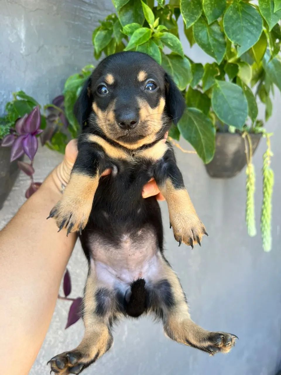 Filhotes Daschund linguicinha  - Foto 4