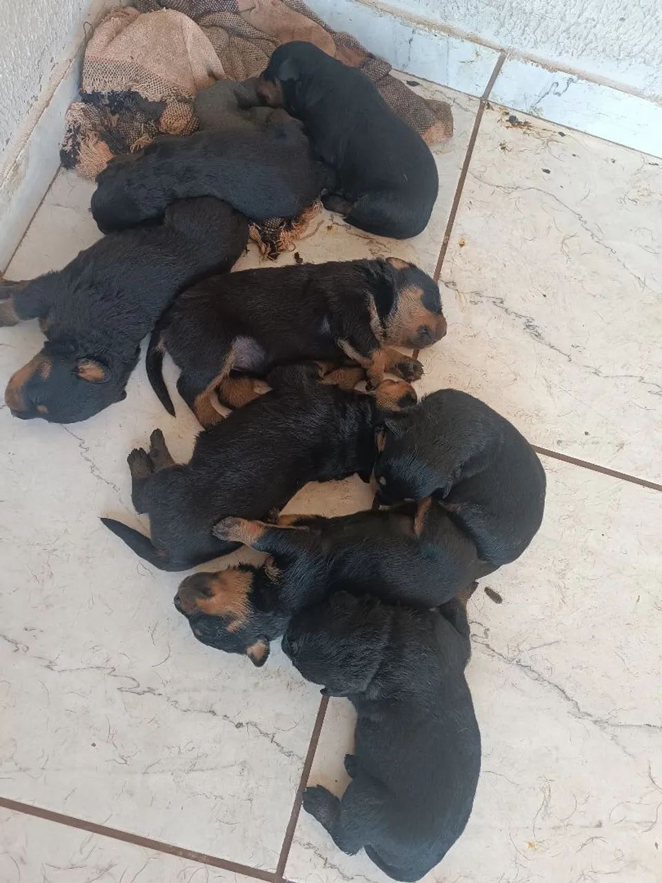 Rottweiler  - Foto 3