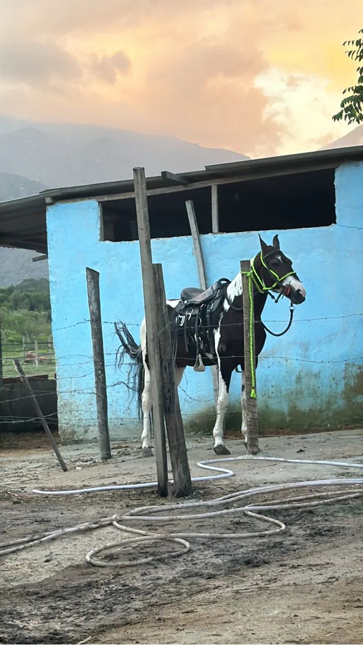 Garanhão Manga larga PamPa de castanho Homozigoto 