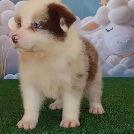 Border collie filhotes 