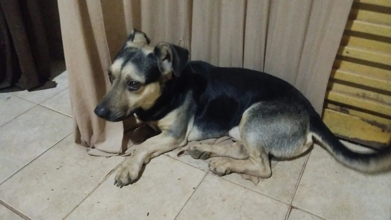 Adoção responsável 