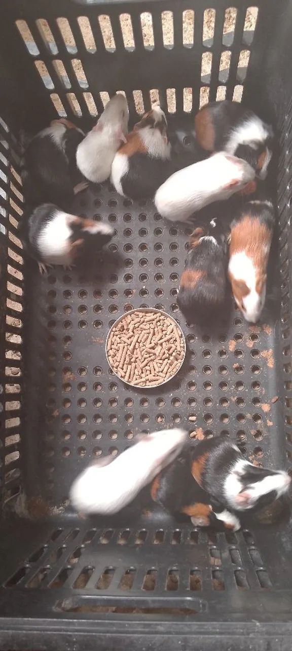 Filhotes porquinho da índia  - Foto 5