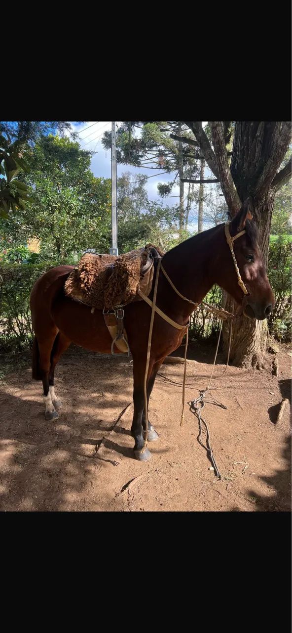 Égua Crioula - Foto 4