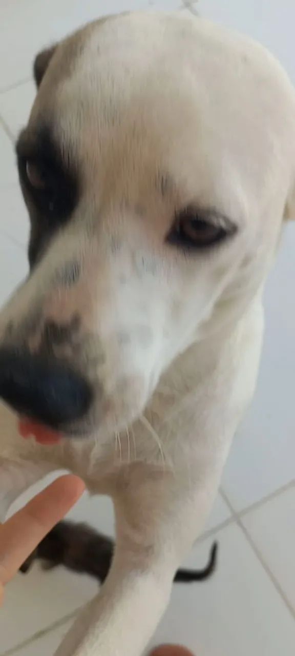 adoção de cadela  - Foto 2