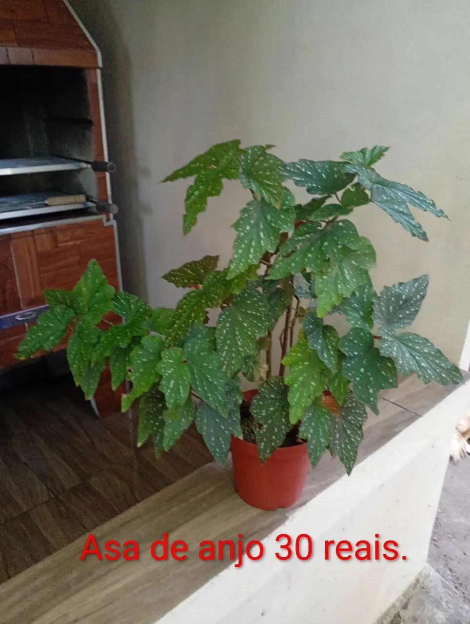 Plantas diversos modelos e preços.