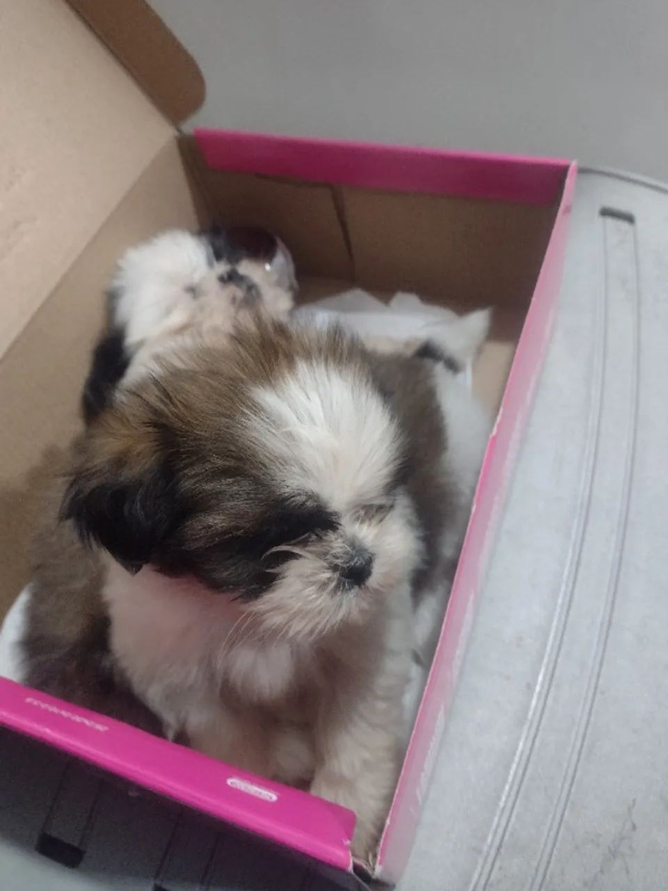 Vendo filhote de Shitzu  - Foto 4
