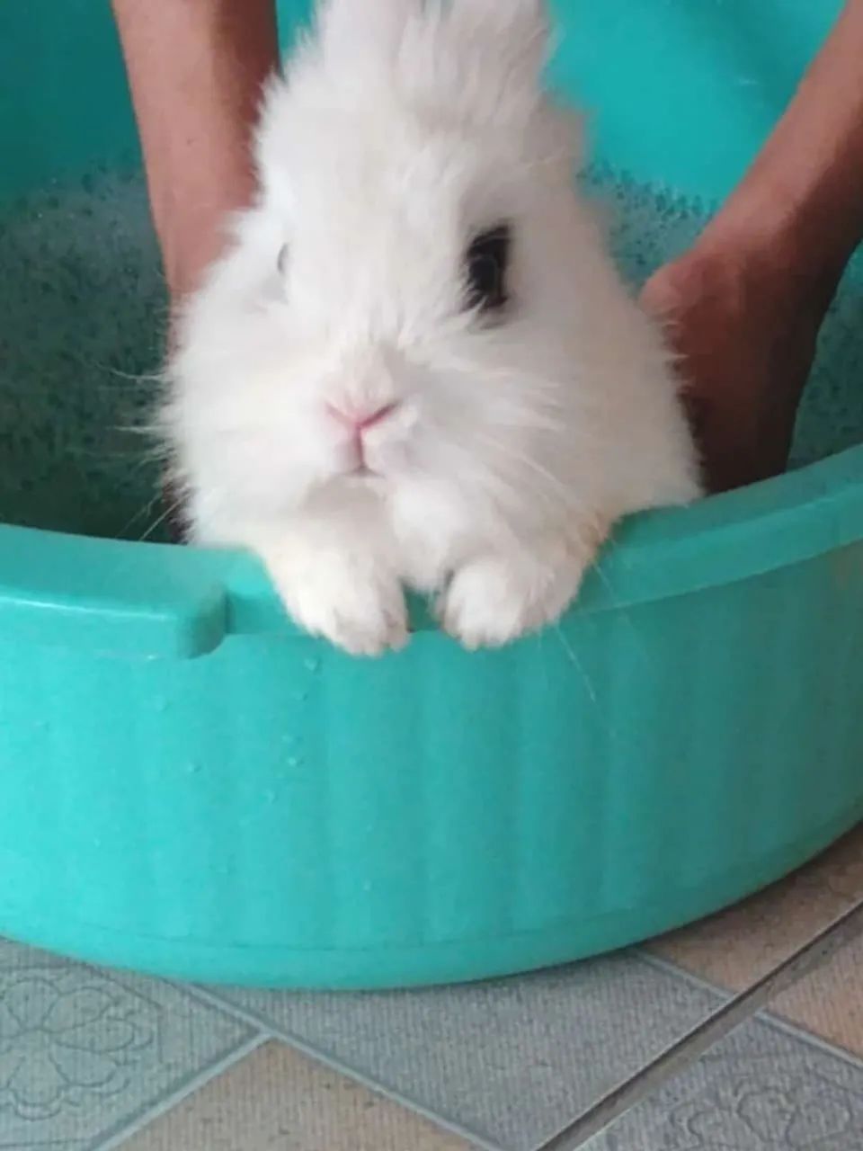 Mini coelho