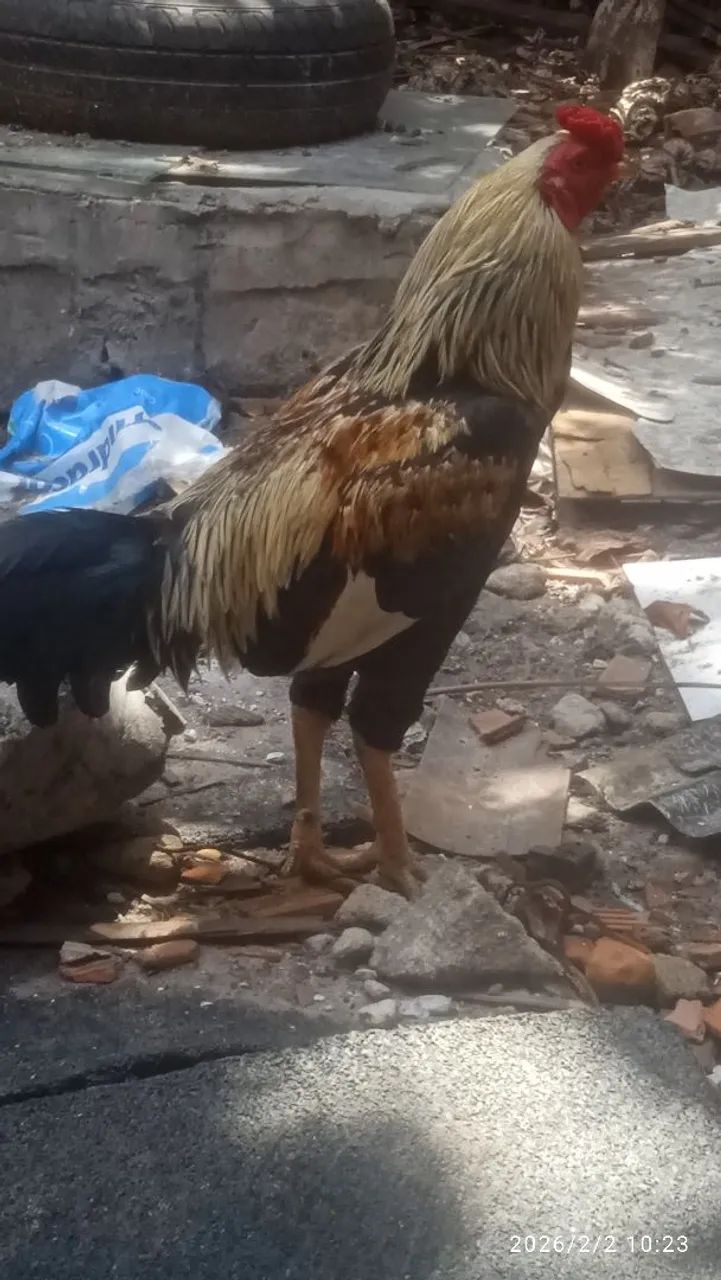 Galo indiano  - Foto 2