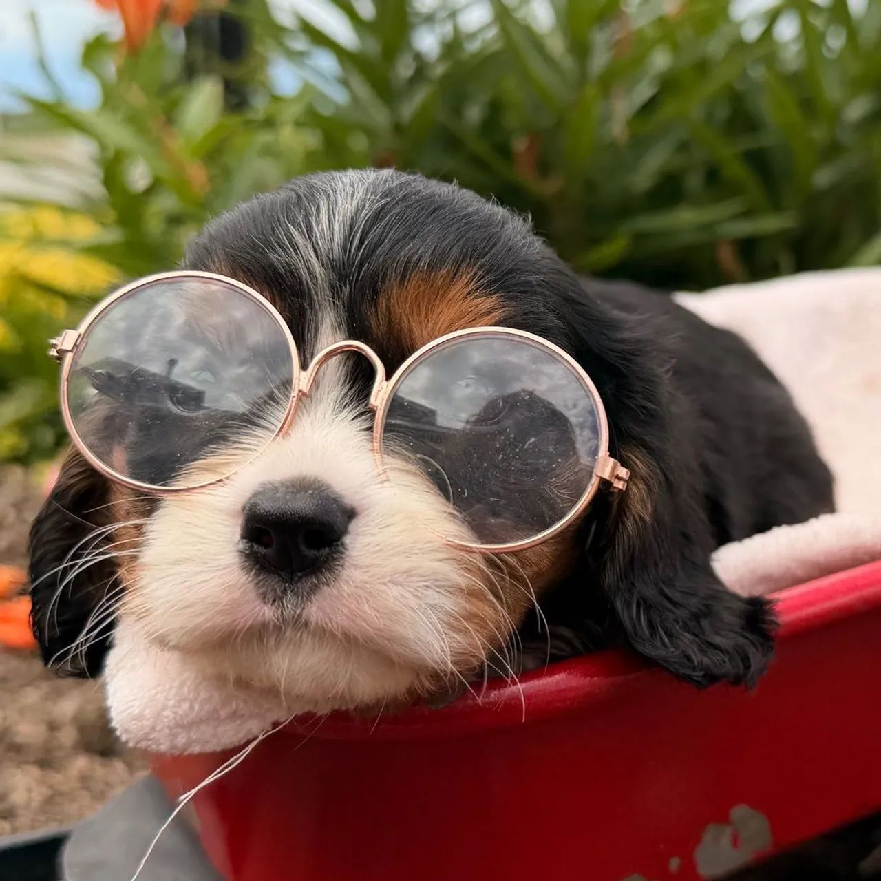 Cavalier King | Filhotes com pedigree 