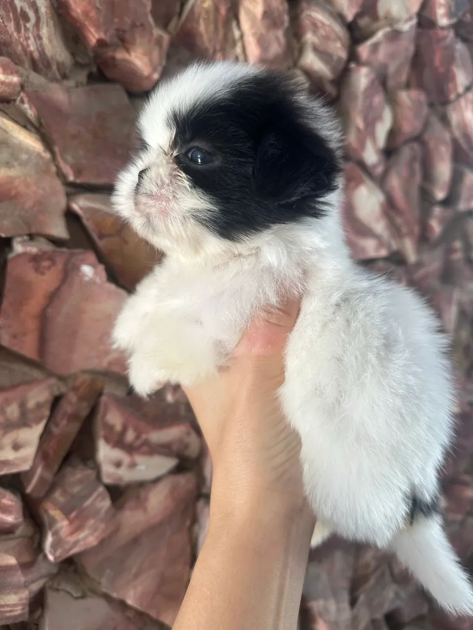 Shihtzu 