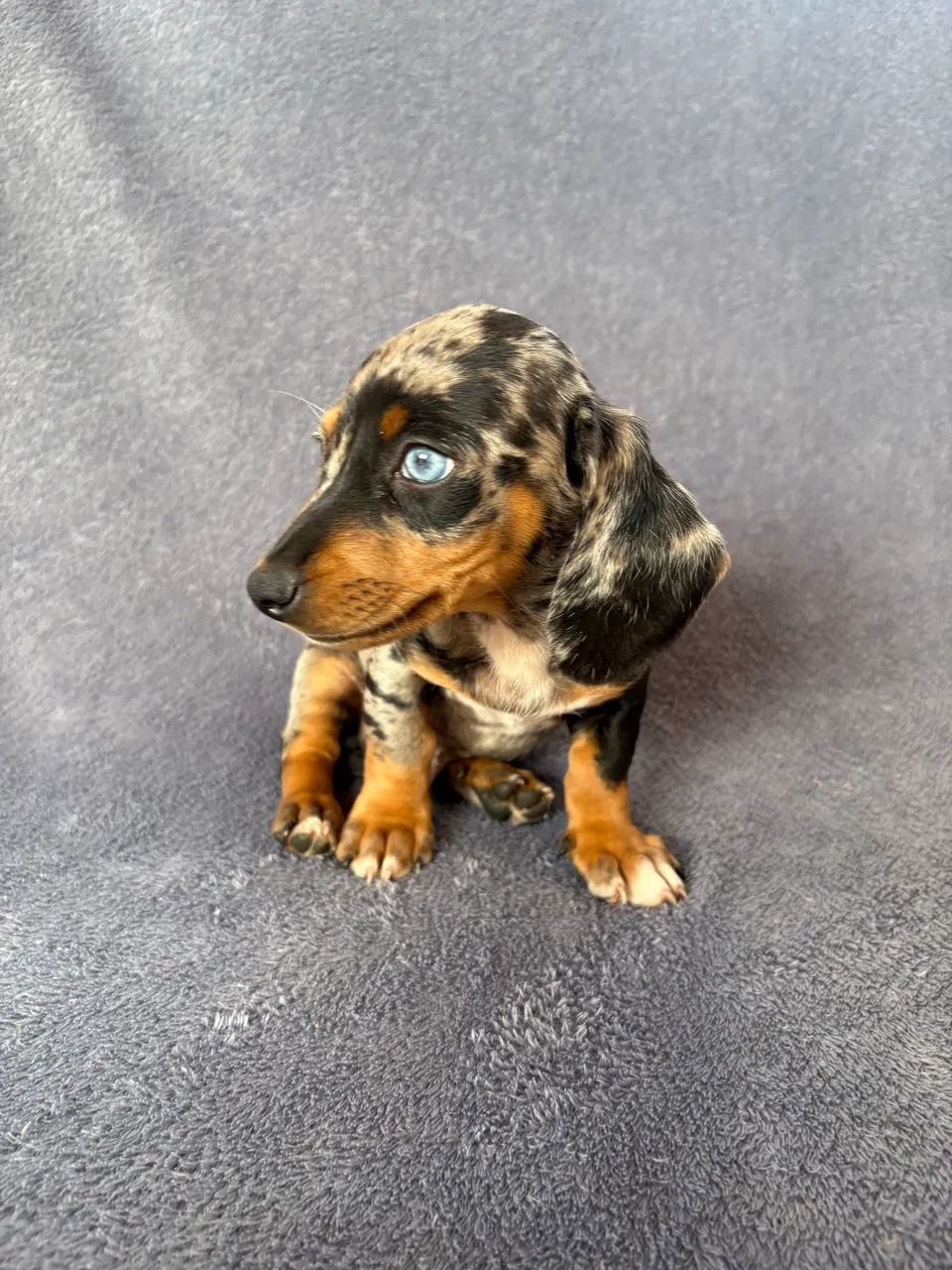 Dachshund Alerquim  - Foto 3