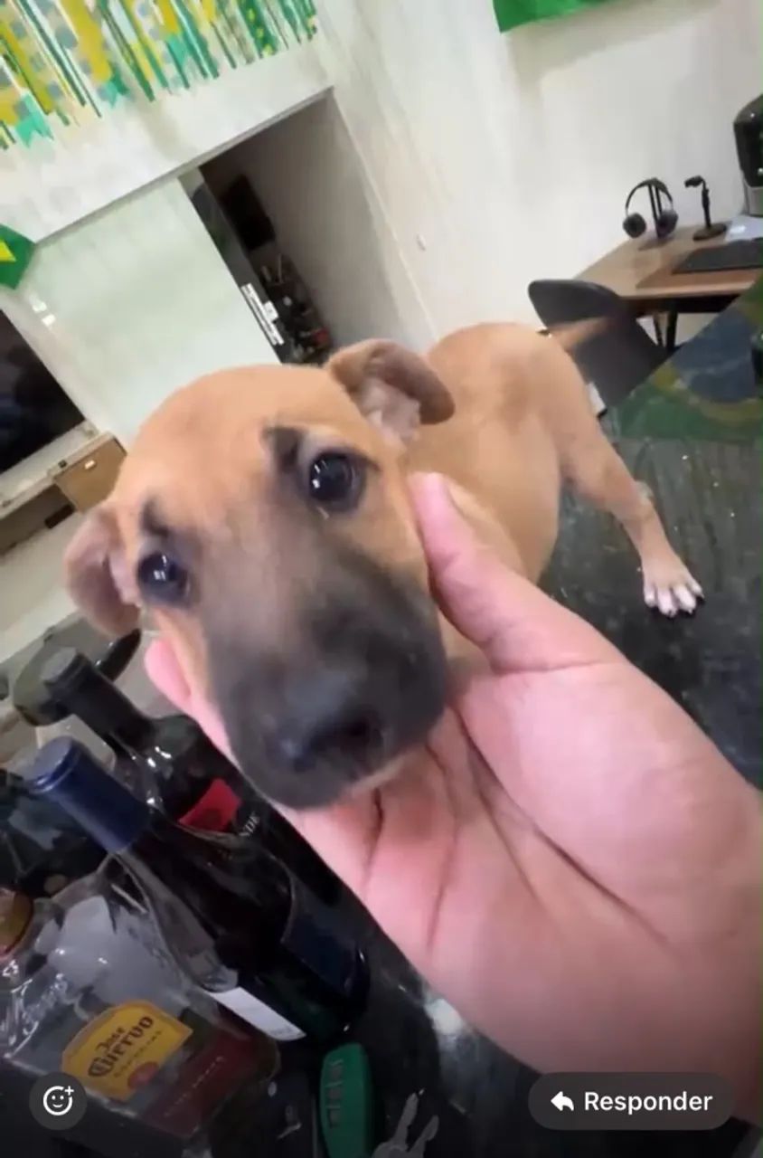 Doação de cachorrinha  - Foto 3