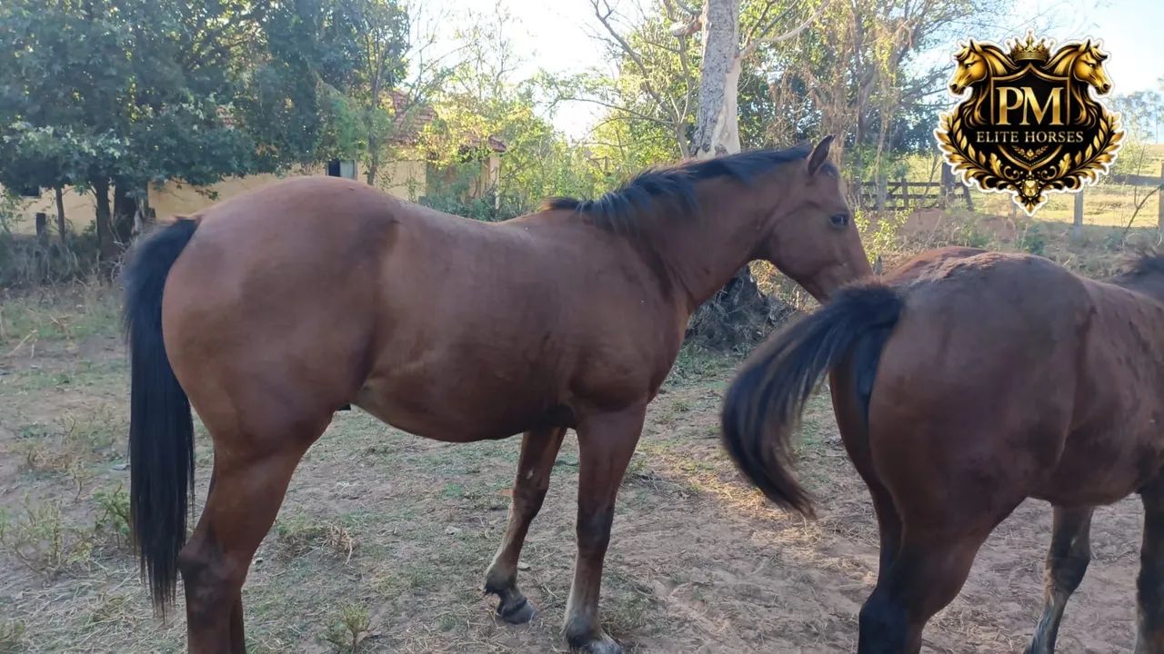 Potro Quarto de Milha PO - Foto 2