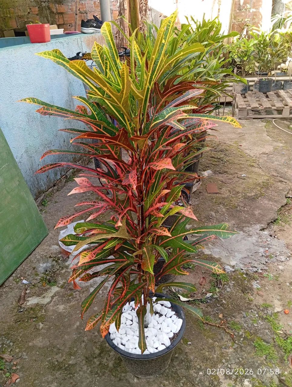 Plantas  - Foto 5