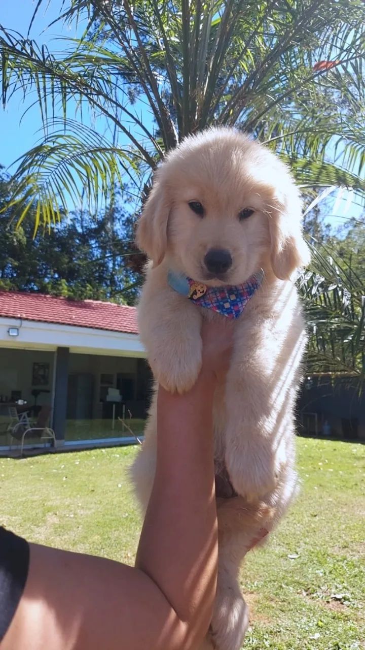 Golden Retrivier  - Foto 5