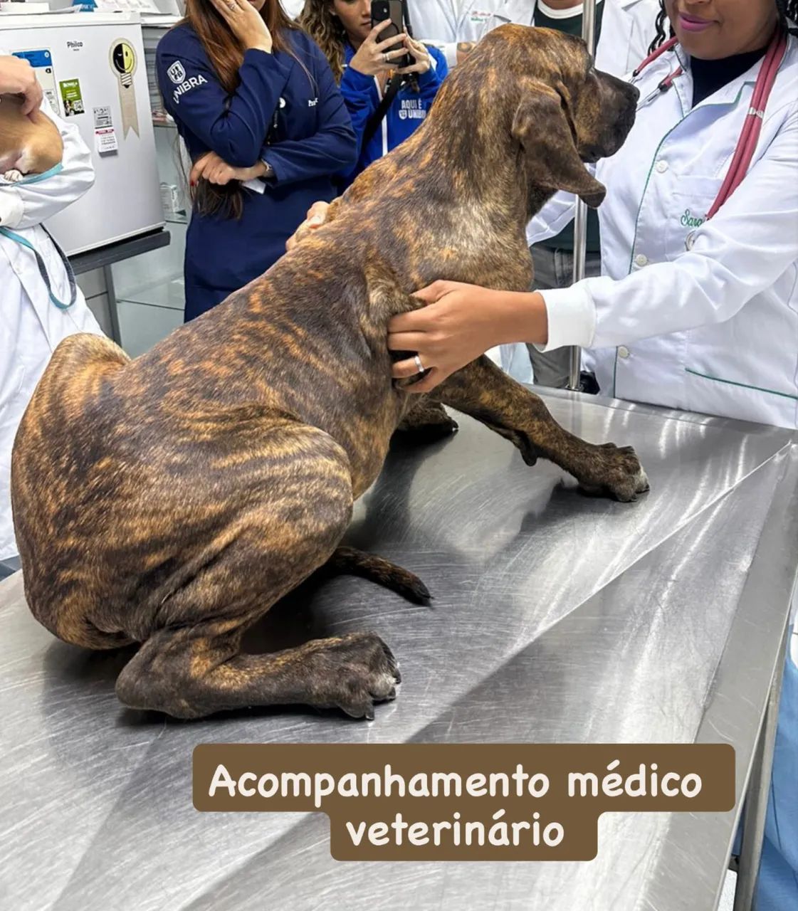 Fila Brasileiro - Foto 3