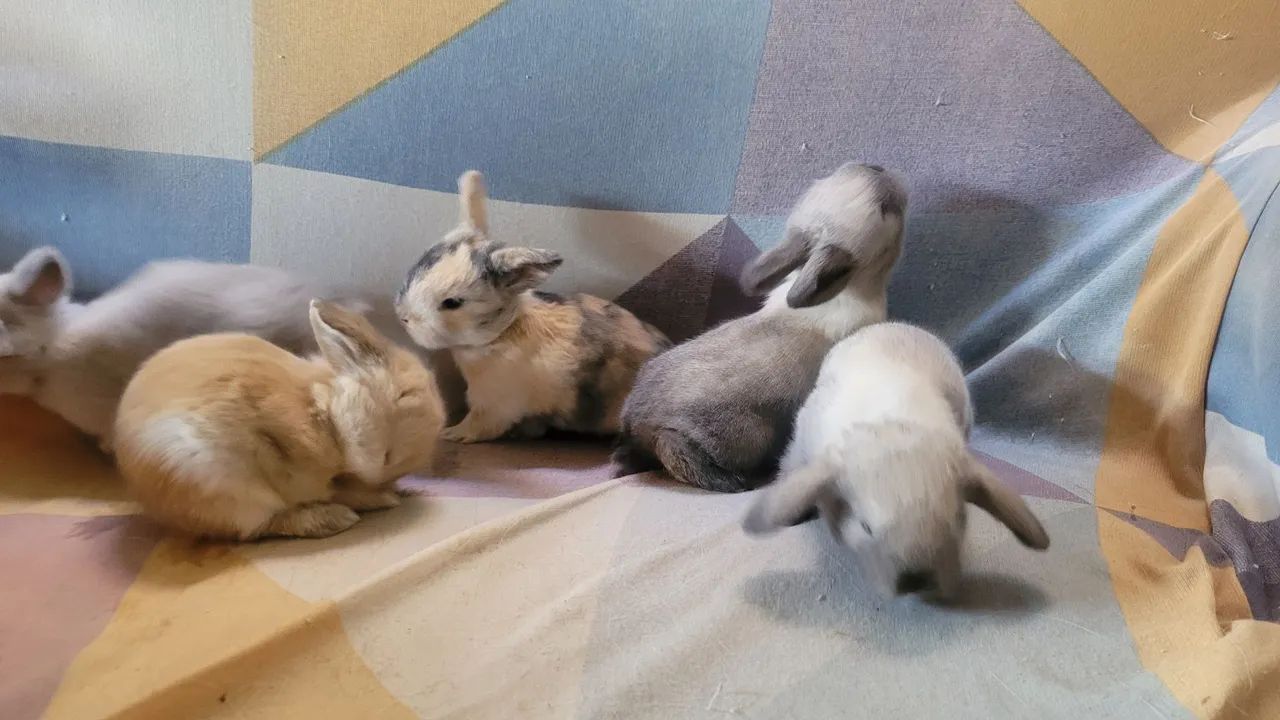 Coelho filhote Holland lop