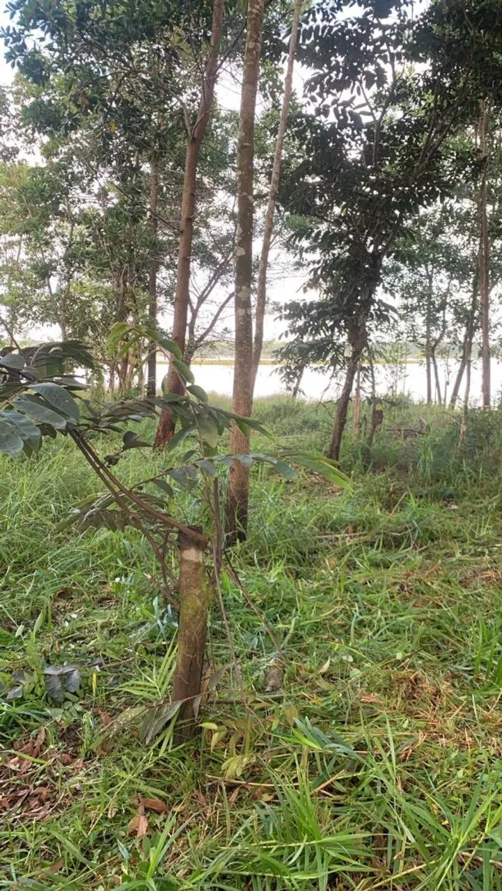 Terreno em porto grande  - Foto 4