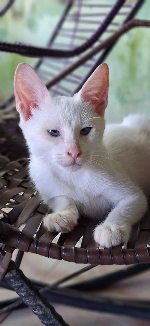 Doação de gatos. - Foto 2