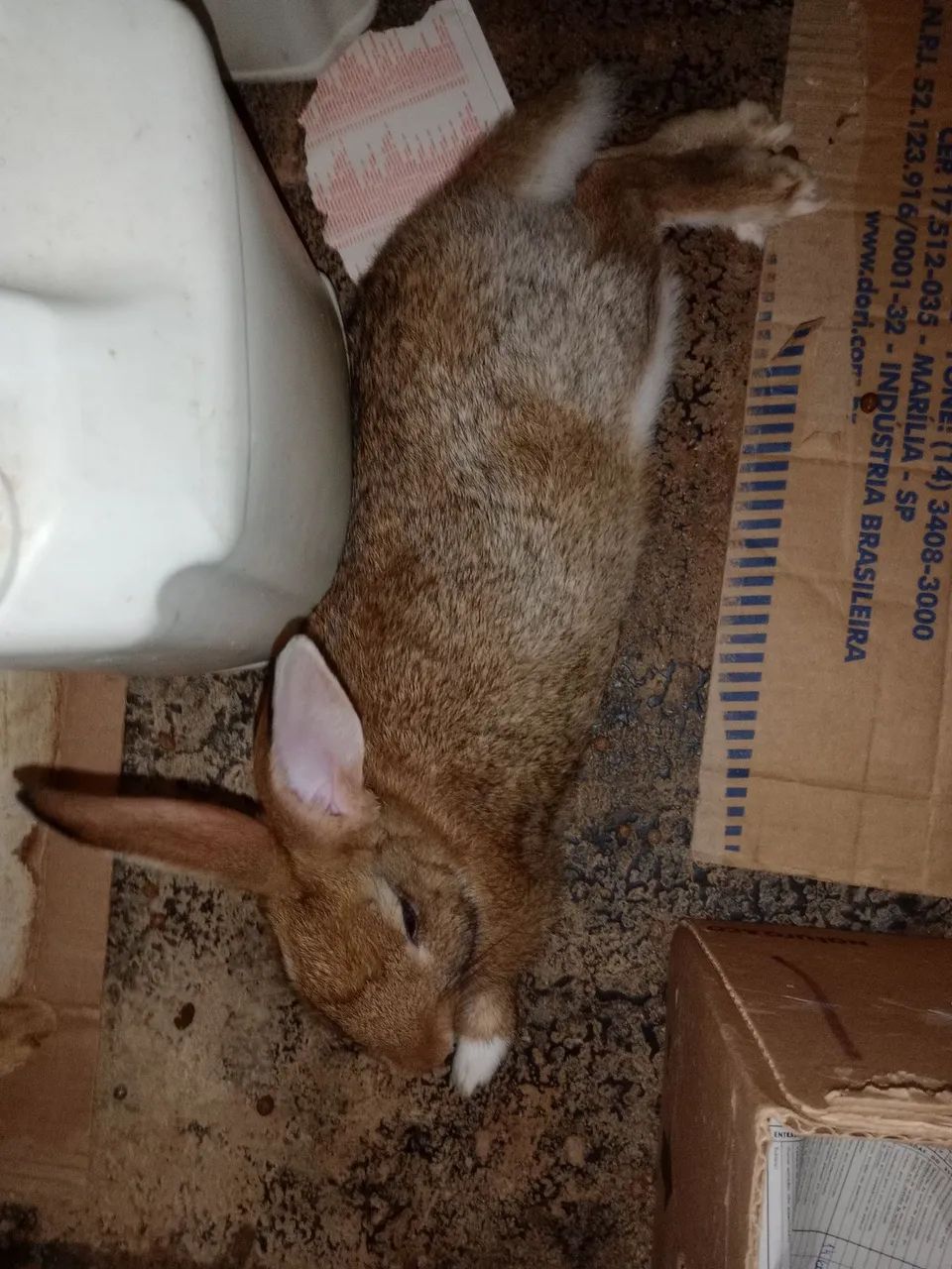 Coelhos - Foto 4