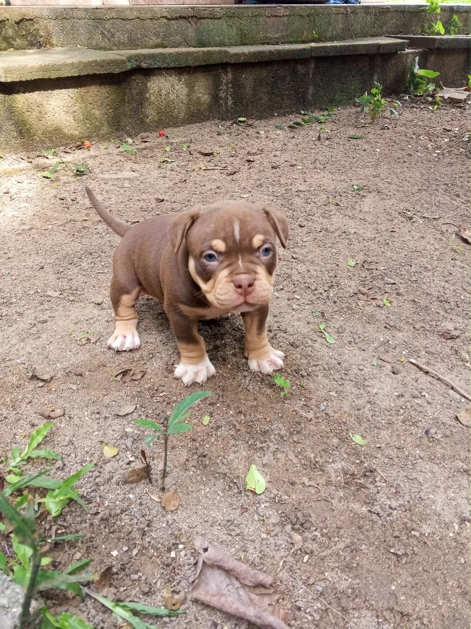 American bully - Foto 4