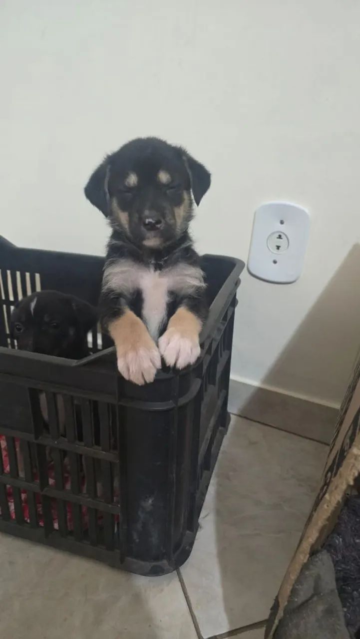 ADOÇÃO RESPONSÁVEL  - Foto 4