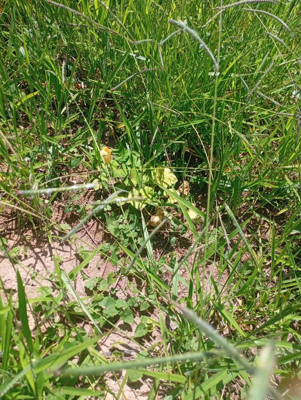 Passando terreno em Mairinque aceito carro  - Foto 2