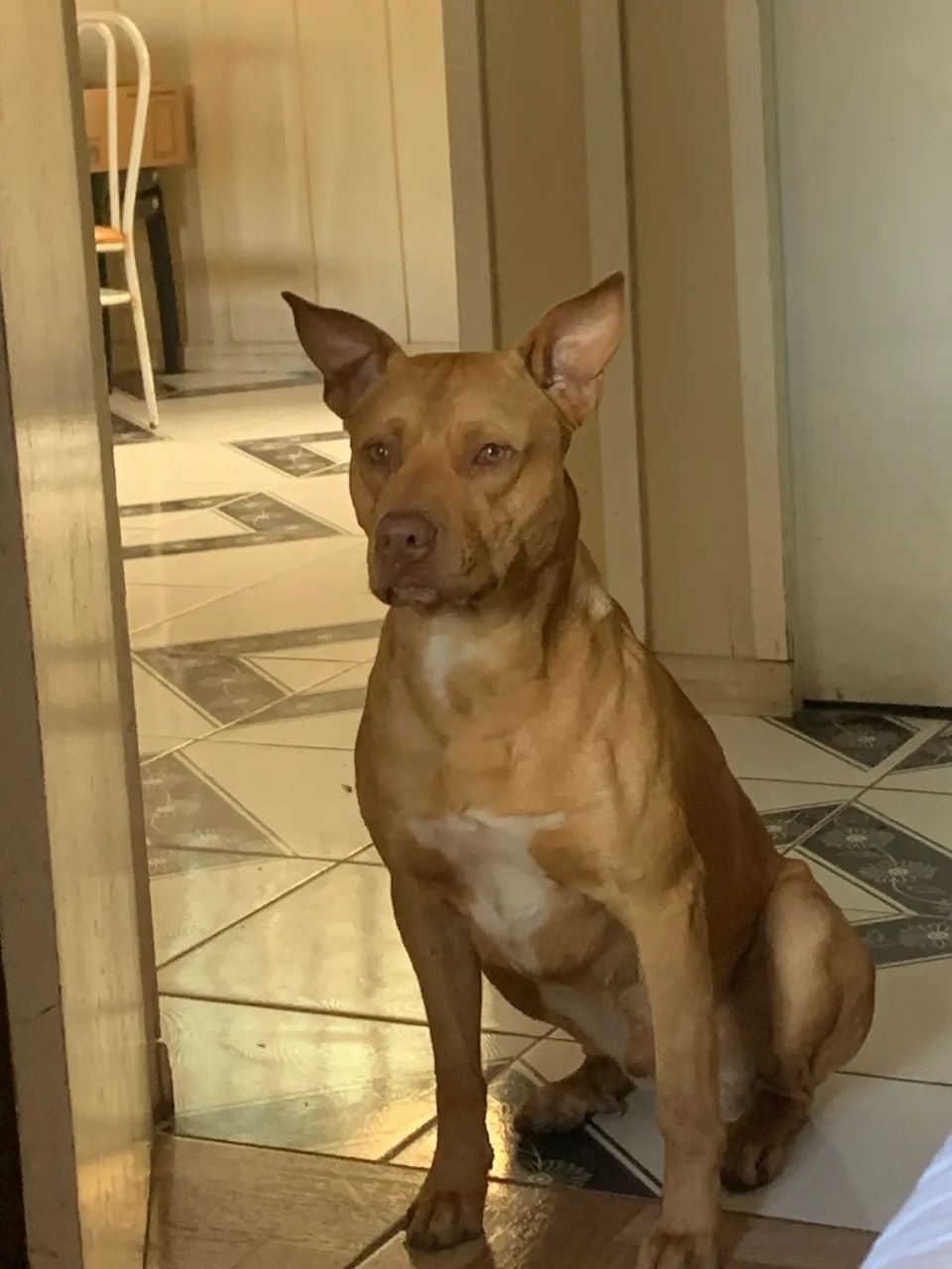 Doa-se cachorro 