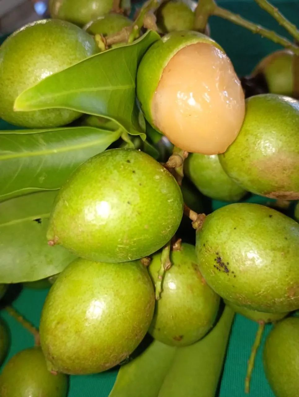 Pitombas saborosas  - Foto 2