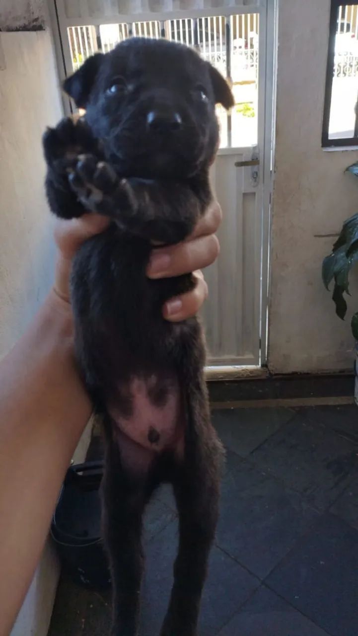 Filhotes Border Collie com Labrador - Foto 4