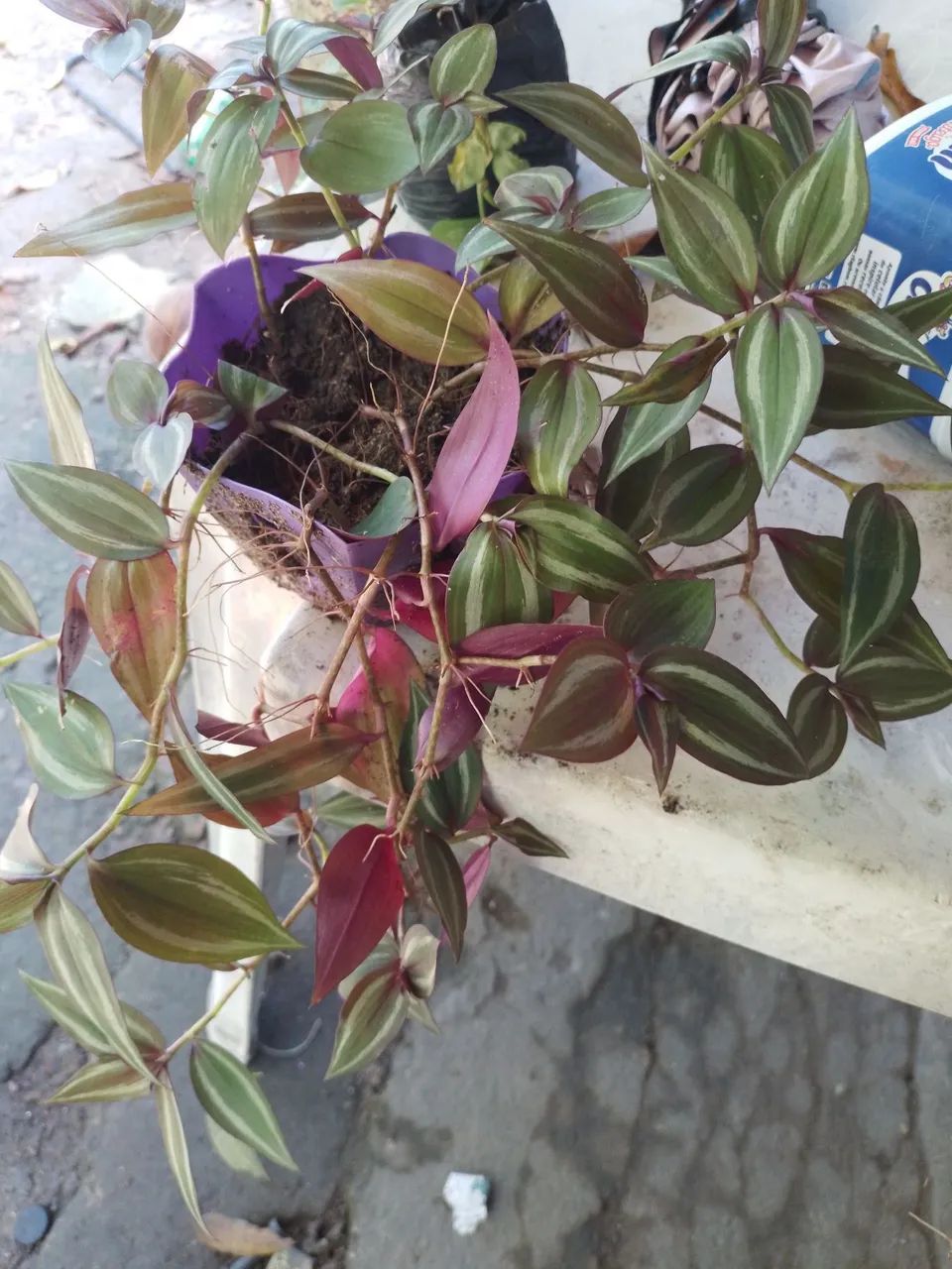 Lambari roxo  - Foto 2