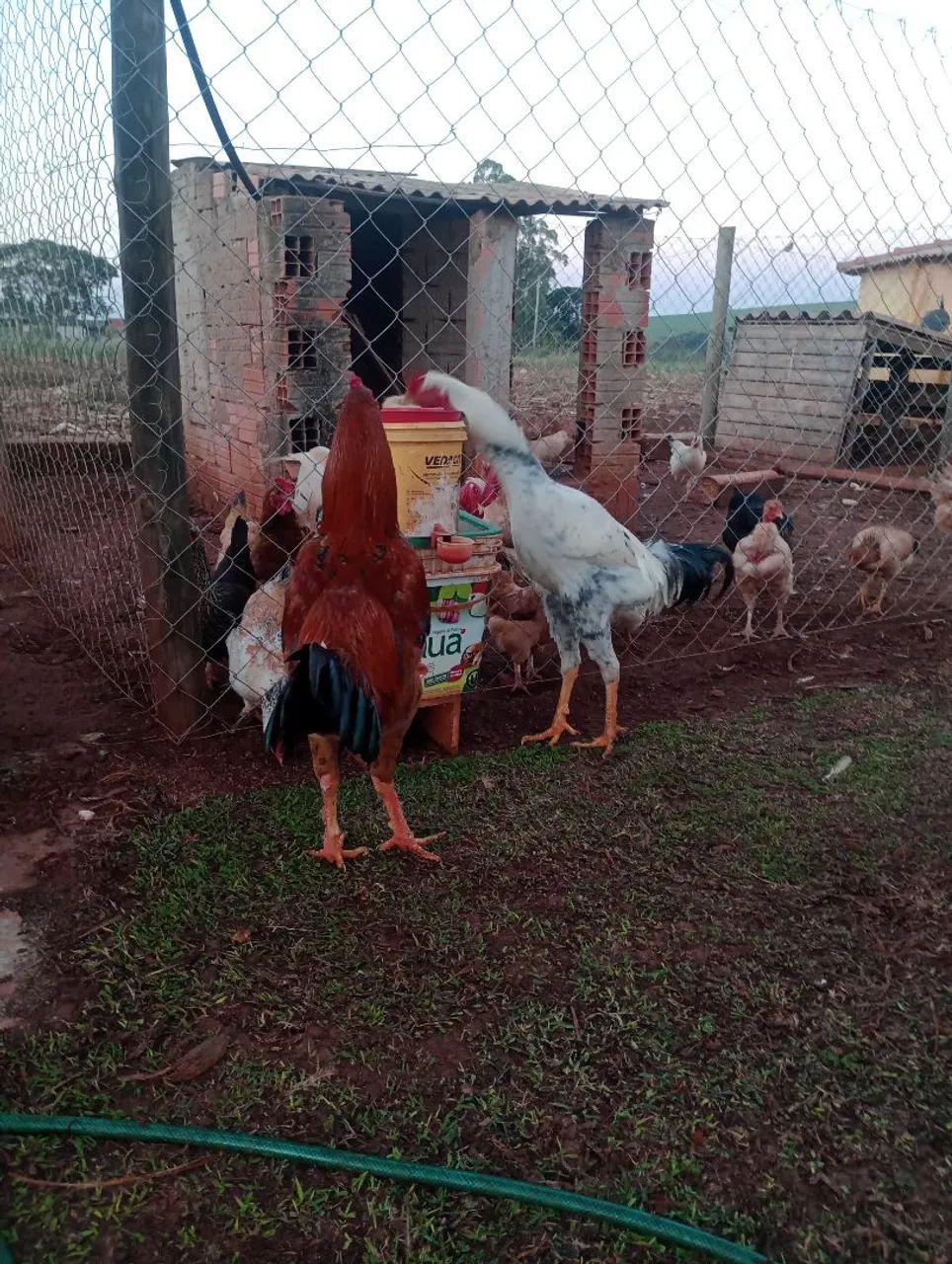 Frango Índio gigante  - Foto 3