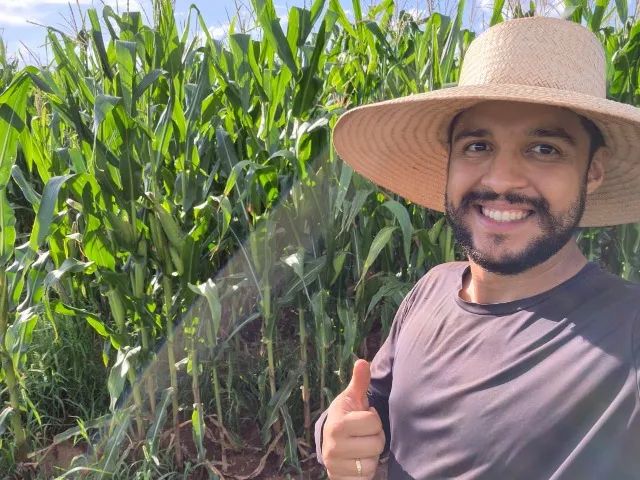 Silagem de milho - Foto 3