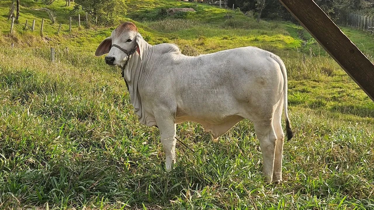 Terneiros Brahman PO 