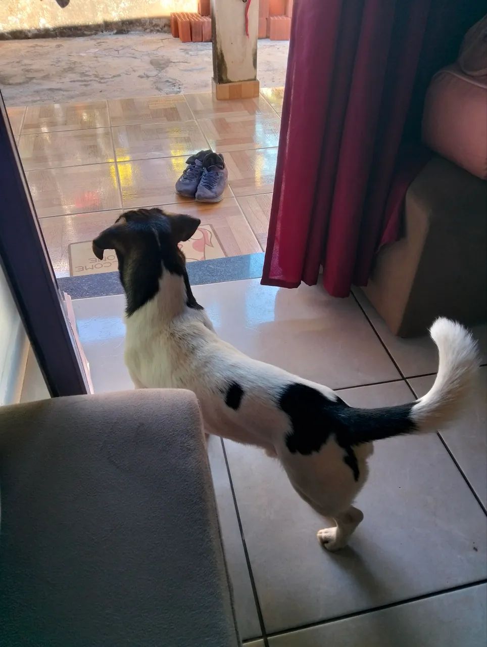 Adoção  - Foto 3