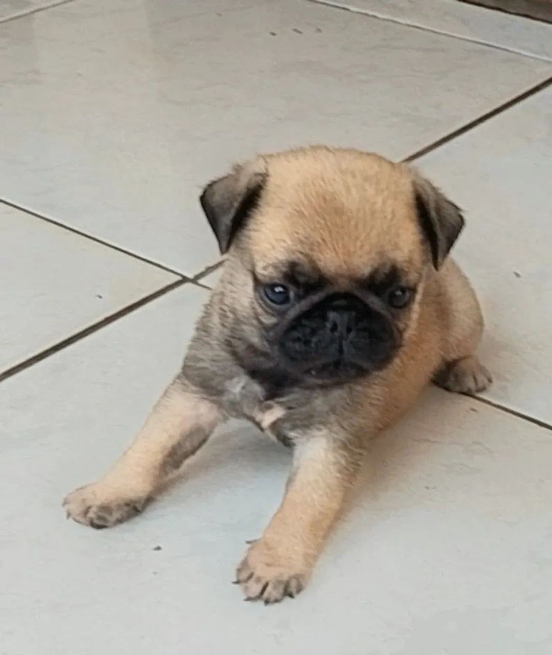 Pug - Foto 2