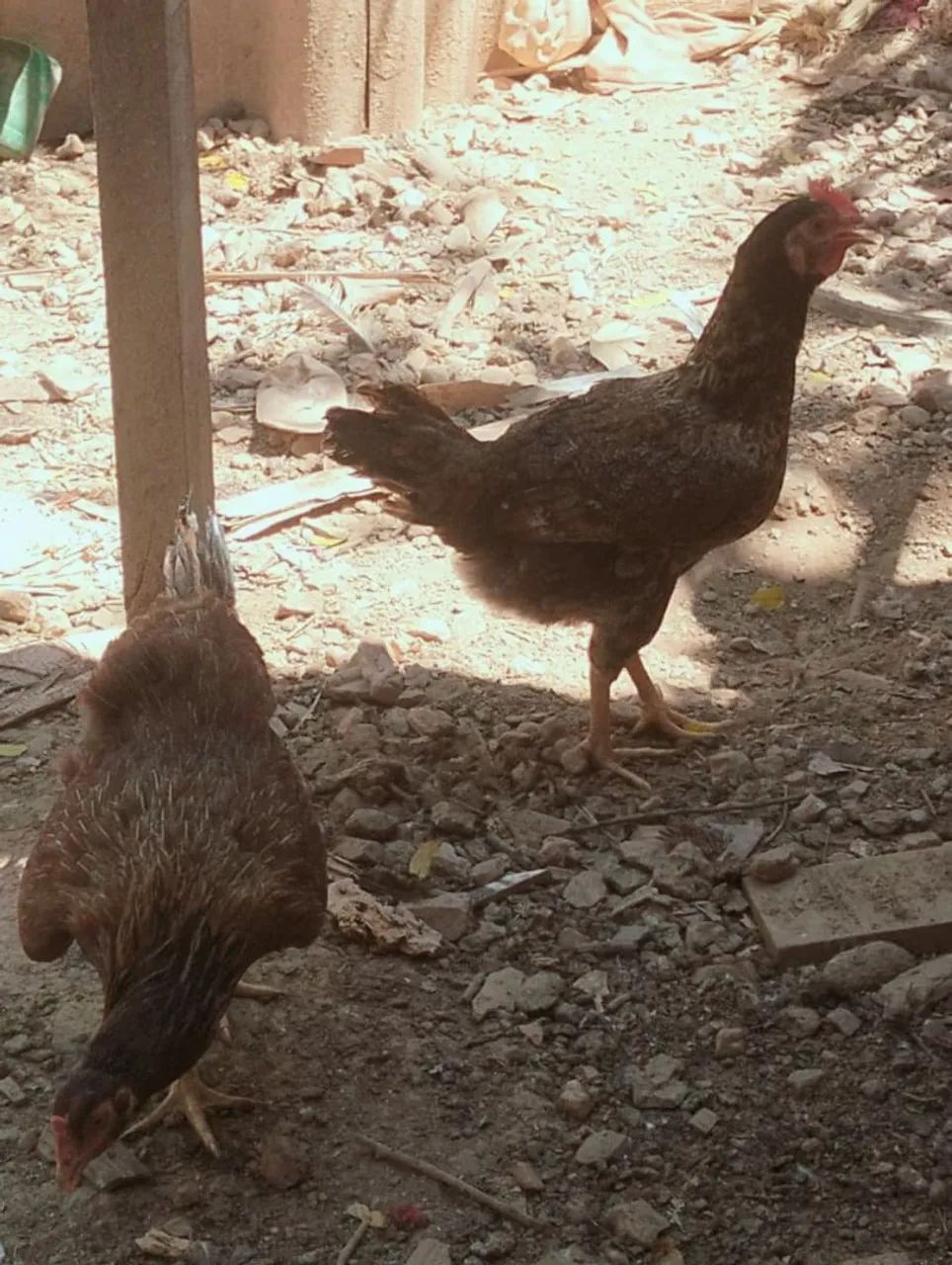 Vendo pitinho e galinhas  - Foto 4