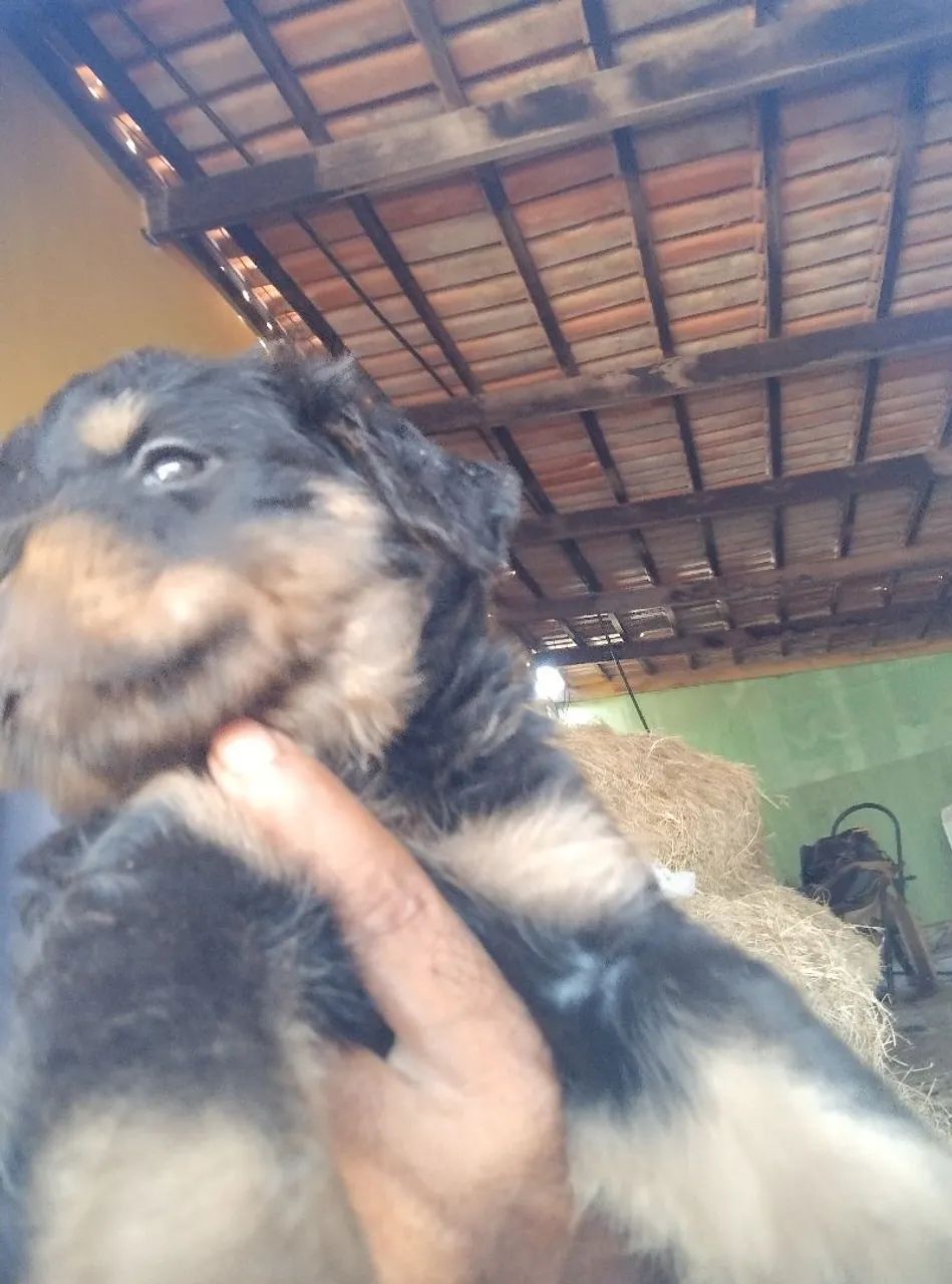 Filhotes de rottweiler  - Foto 5