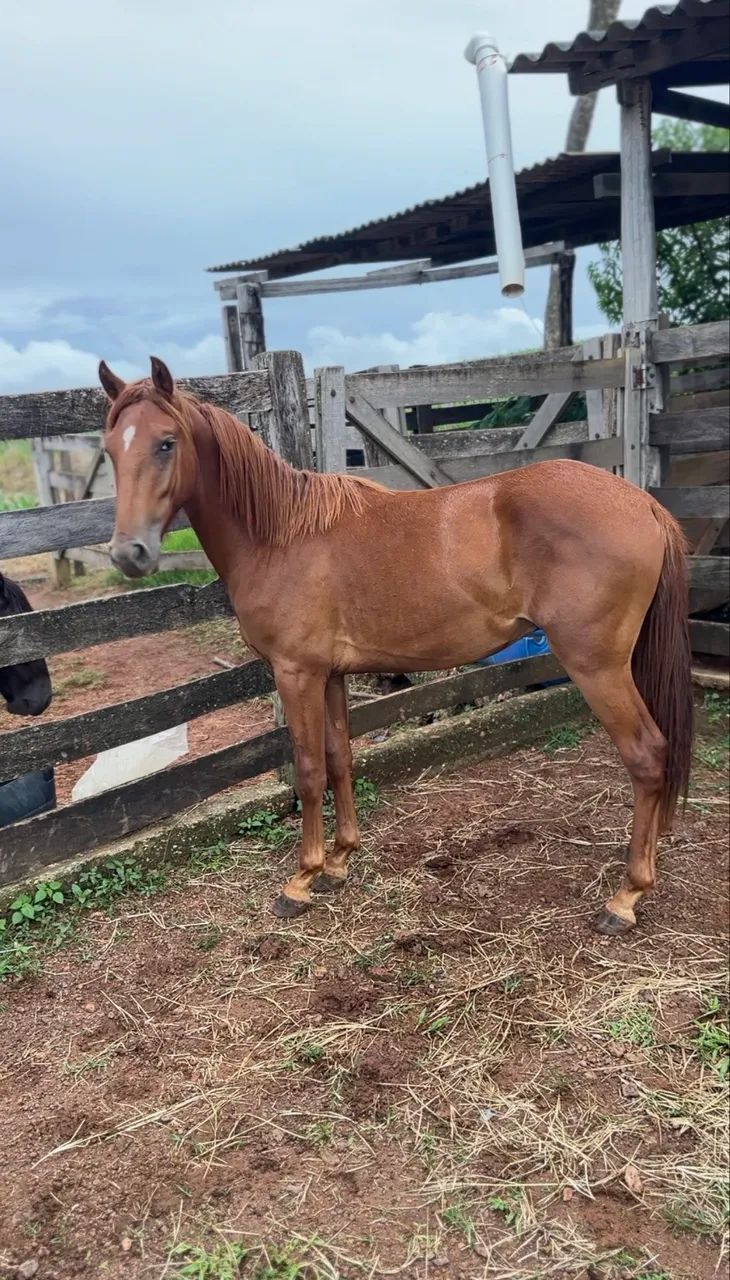 Potro mangalarga 1 ano  - Foto 3