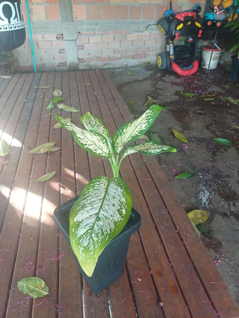 Vaso plantas Comigo ninguém pode 