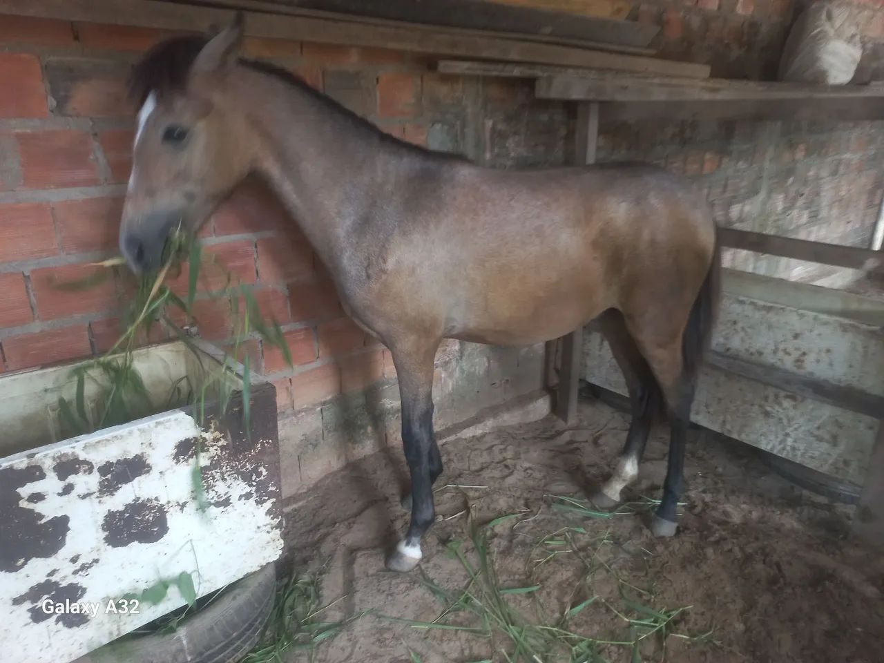 Cavalo - Foto 2
