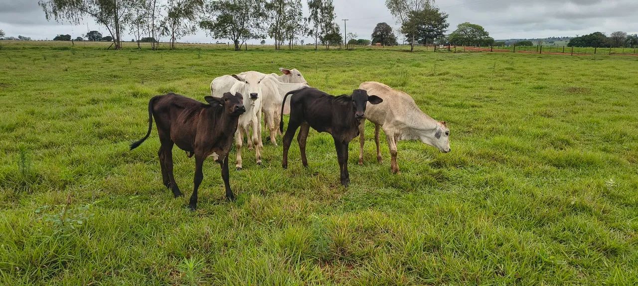 Bezerras 